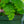 Load image into Gallery viewer, Assorted Ferns - Houseplant Ferns - Houseplants