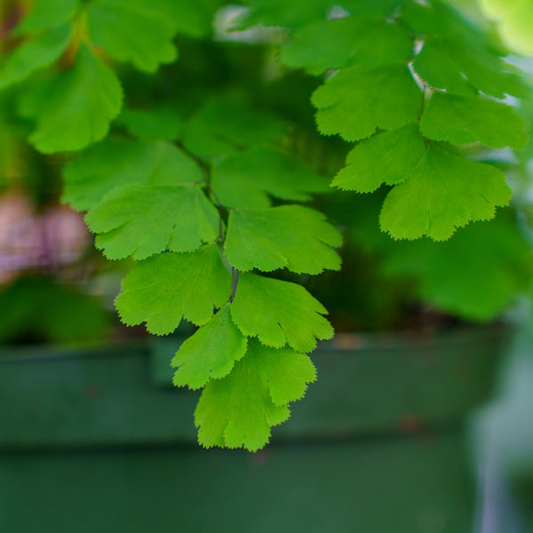 Assorted Ferns - Houseplant Ferns - Houseplants