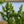 Load image into Gallery viewer, Assorted Footed Ferns