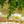 Load image into Gallery viewer, Assorted Footed Ferns