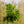 Load image into Gallery viewer, Assorted Footed Ferns