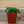 Load image into Gallery viewer, Assorted Herbs