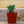 Load image into Gallery viewer, Assorted Herbs