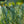 Load image into Gallery viewer, Assorted Herbs