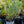 Load image into Gallery viewer, Assorted Herbs