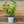 Load image into Gallery viewer, Assorted Herbs