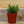 Load image into Gallery viewer, Assorted Herbs