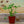 Load image into Gallery viewer, Assorted Herbs
