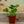 Load image into Gallery viewer, Assorted Herbs