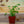 Load image into Gallery viewer, Assorted Herbs
