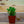 Load image into Gallery viewer, Assorted Herbs