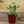 Load image into Gallery viewer, Assorted Herbs