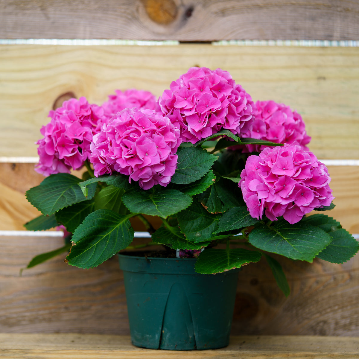 Assorted Hydrangea – Plant Detectives