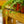 Load image into Gallery viewer, Assorted Ivy
