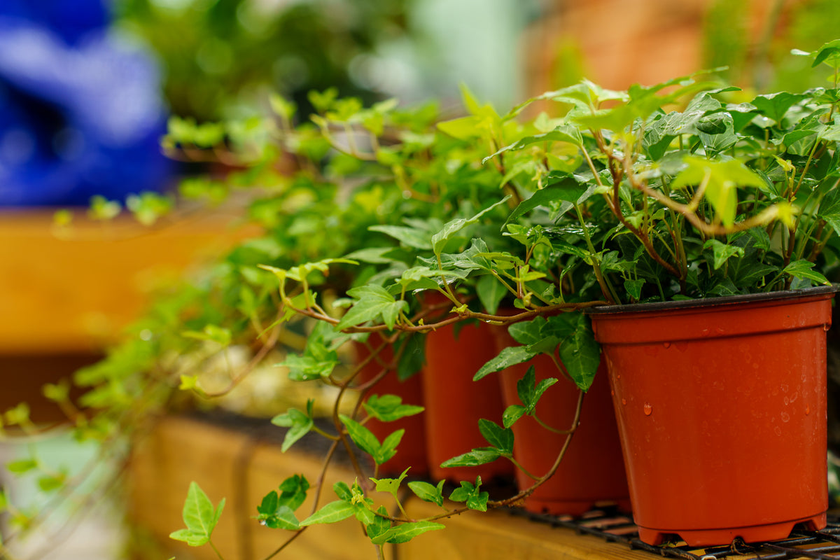 companion plants for indoor ivy Assorted Ivy – Plant Detectives