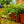 Load image into Gallery viewer, Assorted Ivy