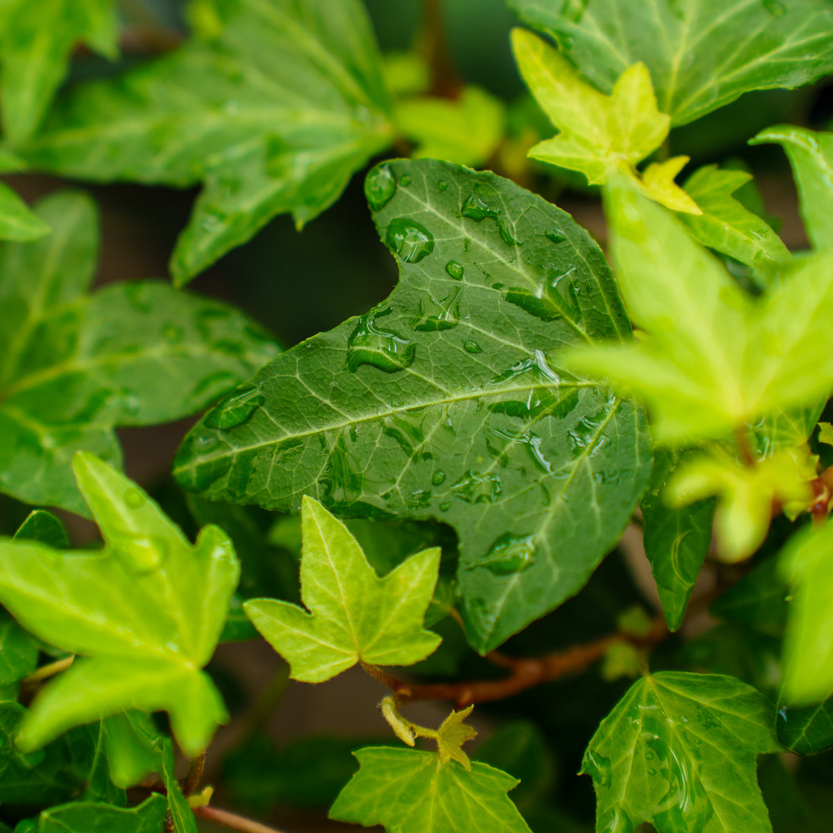 Assorted Ivy – Plant Detectives