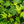 Load image into Gallery viewer, Assorted Ivy