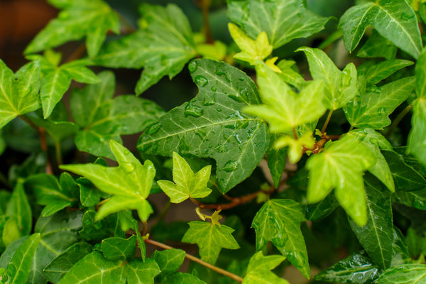 Assorted Ivy
