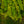 Load image into Gallery viewer, Yellow Loosestrife