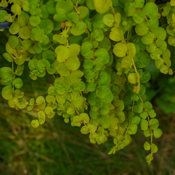 Yellow Loosestrife