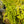 Load image into Gallery viewer, Yellow Loosestrife