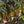 Load image into Gallery viewer, Pearl Millet