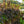 Load image into Gallery viewer, Pearl Millet
