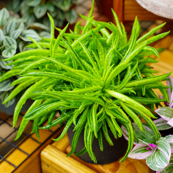 Assorted Peperomia - Peperomia - Houseplants