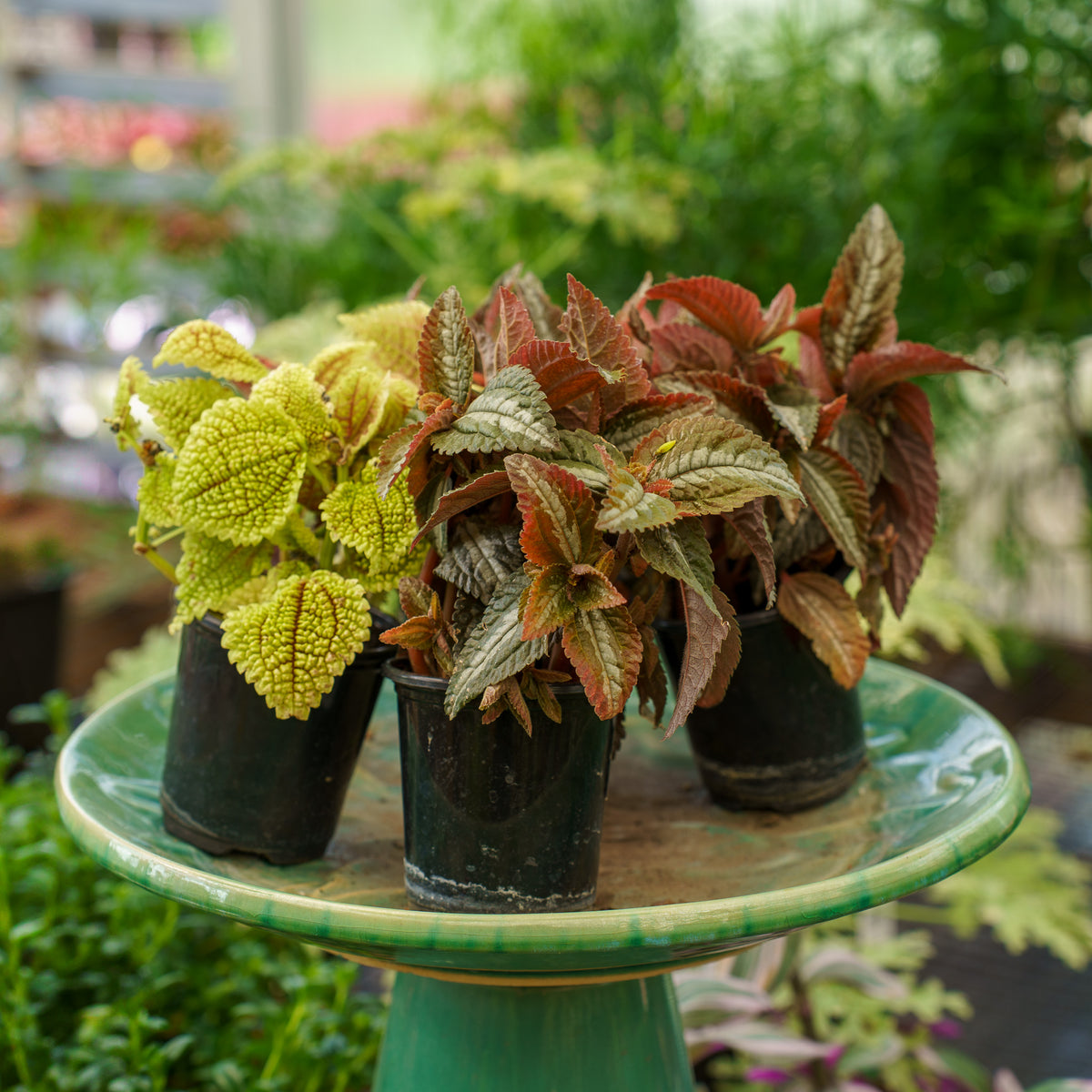 Assorted Pilea – Plant Detectives