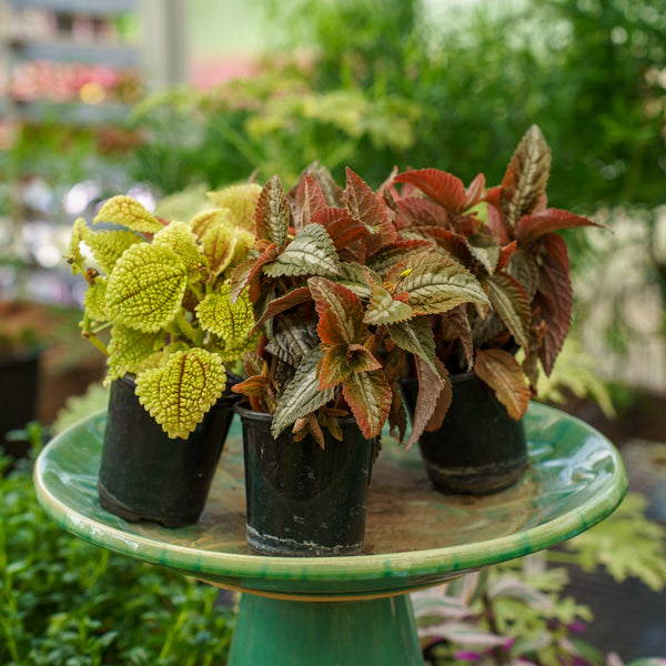Assorted Pilea Varieties