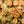 Load image into Gallery viewer, Assorted Pilea Varieties