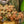 Load image into Gallery viewer, Assorted Pilea Varieties