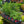 Load image into Gallery viewer, Assorted Mini Shrubs