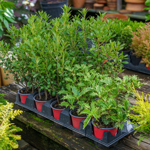 Assorted Mini Shrubs