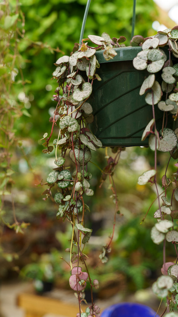 Assorted Strings Hanging Basket