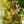 Load image into Gallery viewer, Assorted Strings Hanging Basket