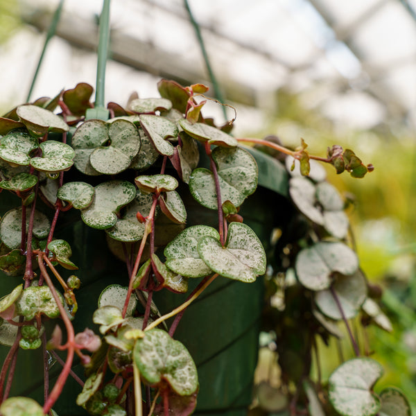 Assorted Strings Hanging Basket