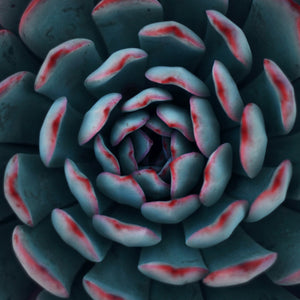 2" Assorted Succulents