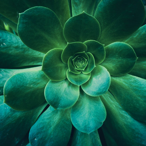 2.5 Inch Assorted Succulents