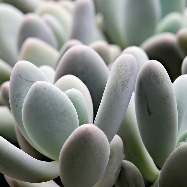 3.5 Inch Assorted Succulents