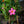 Load image into Gallery viewer, Assorted Sun Parasol Mandevilla