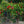 Load image into Gallery viewer, Assorted Sun Parasol Mandevilla