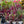 Load image into Gallery viewer, Assorted Tradescantia