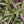 Load image into Gallery viewer, Assorted Tradescantia