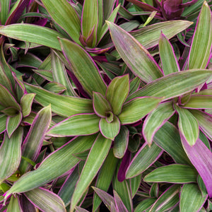 Assorted Tradescantia