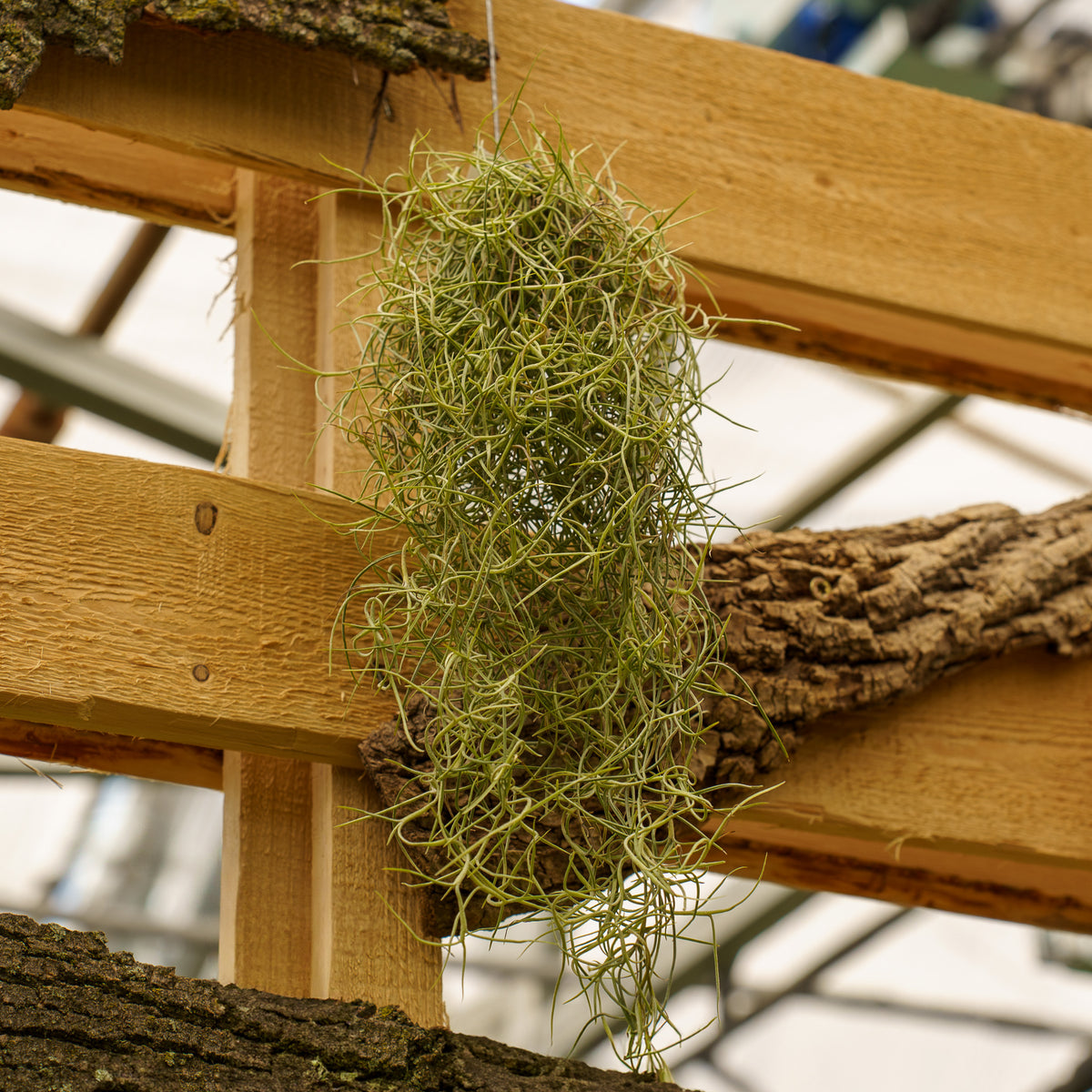 tillandsia spanish moss air plant Spanish Moss – Plant Detectives
