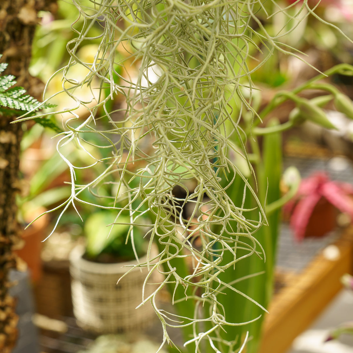 can i use spanish moss for moss pole Spanish Moss – Plant Detectives