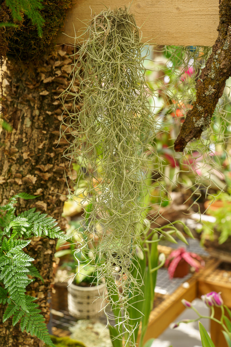 Spanish Moss  Plant Detectives