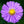 Load image into Gallery viewer, Aster